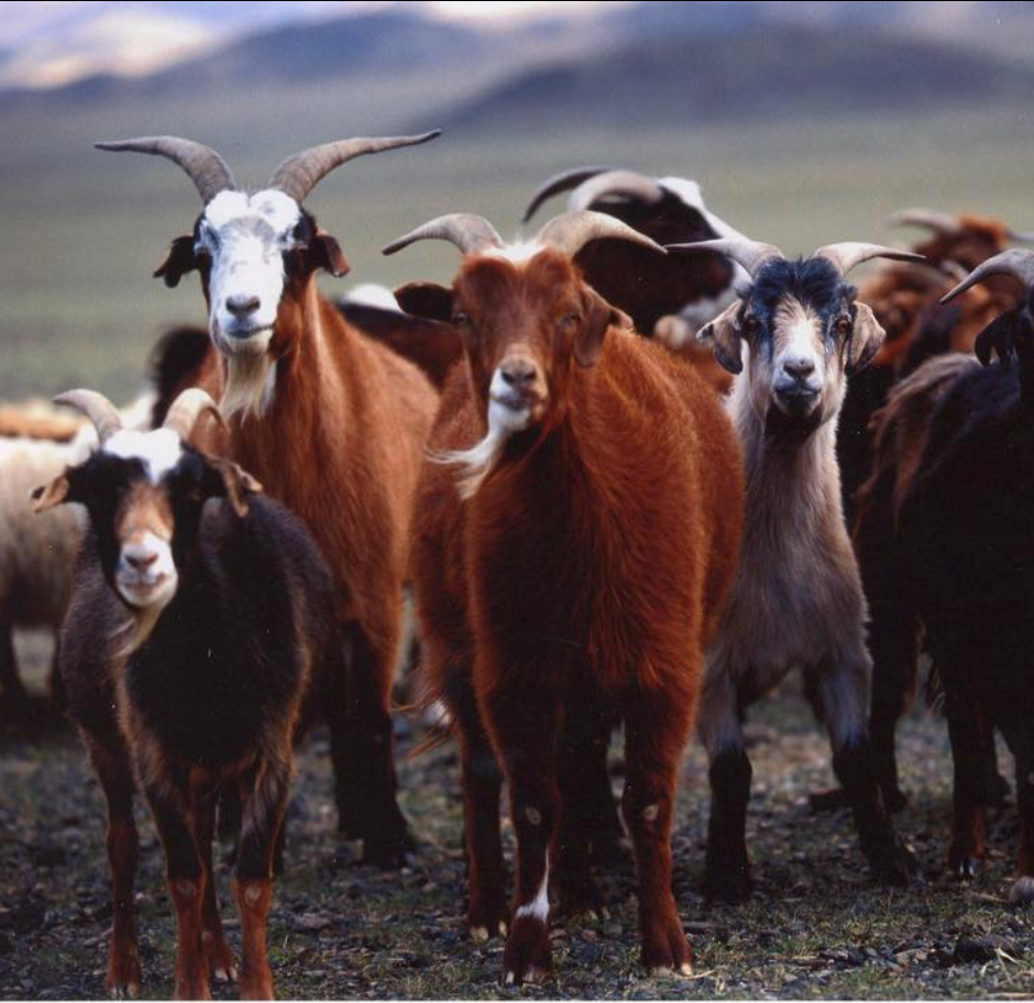 Goats combed for cashmere